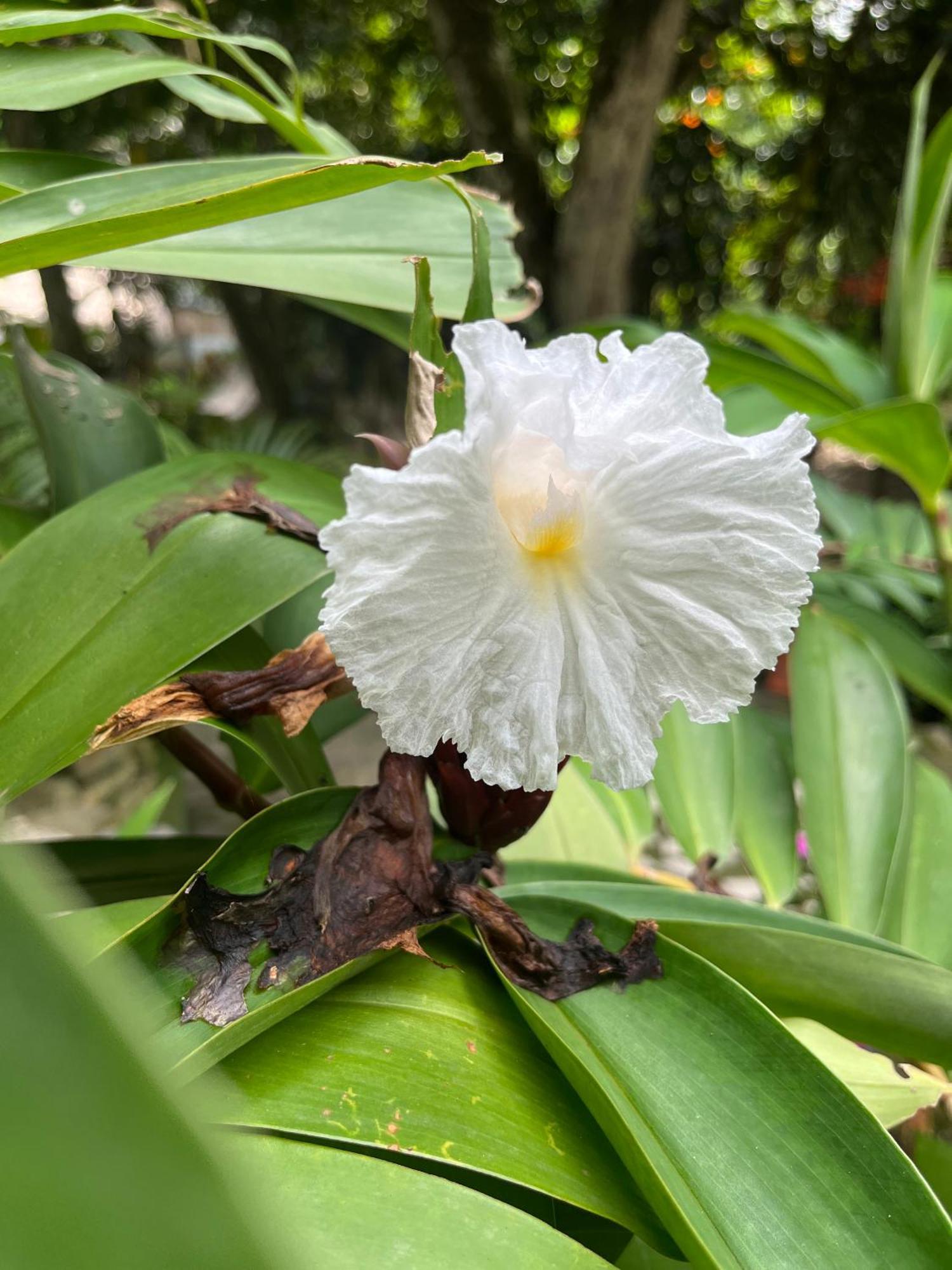 Santuario Tayrona Hostel Calabazo  エクステリア 写真
