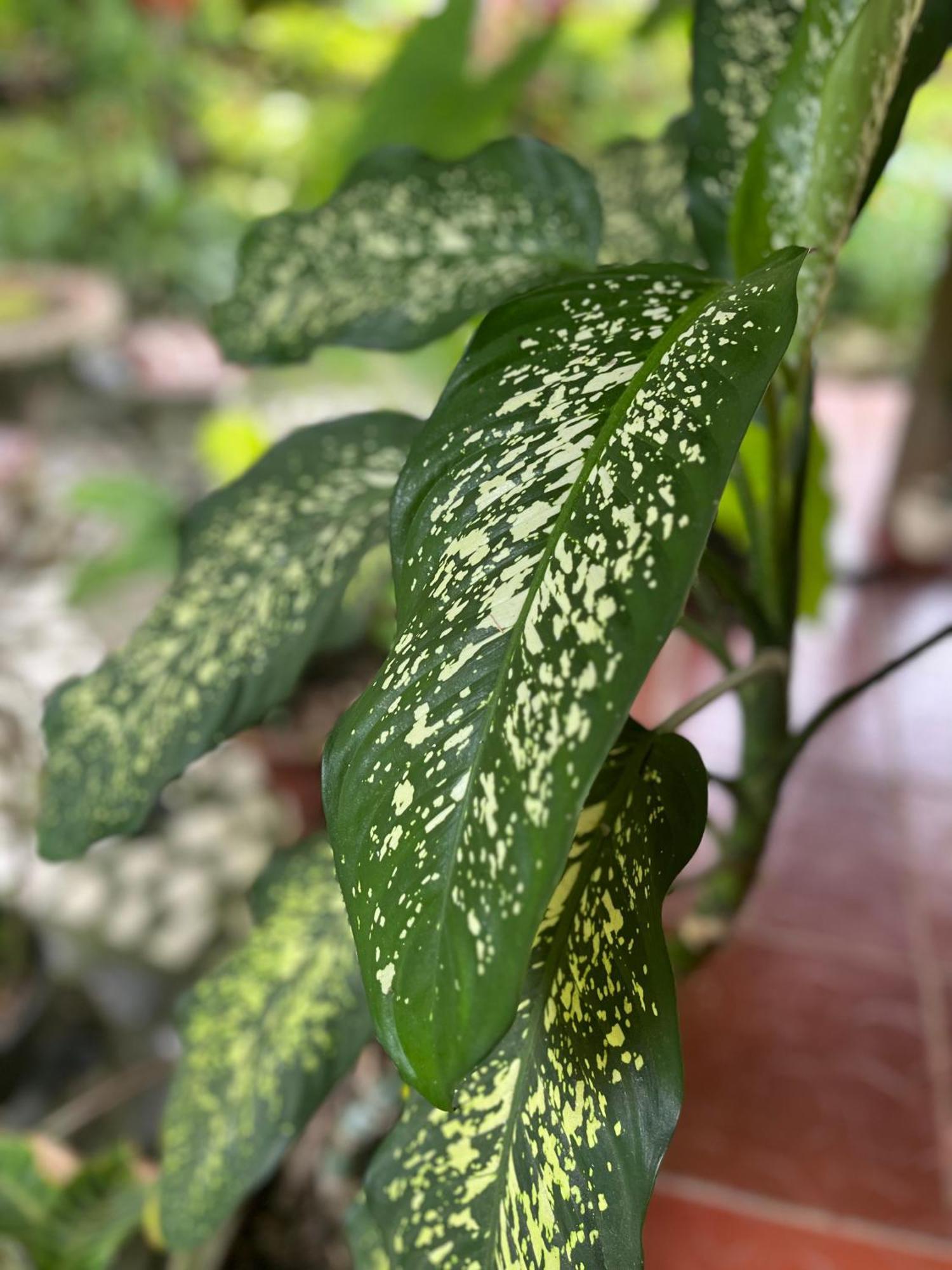 Santuario Tayrona Hostel Calabazo  エクステリア 写真